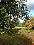 Alberi di Ulivo - Abbondanza®